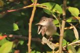 20211029_Oostelijke Vale Spotvogel_Nieuwvliet-Bad_02